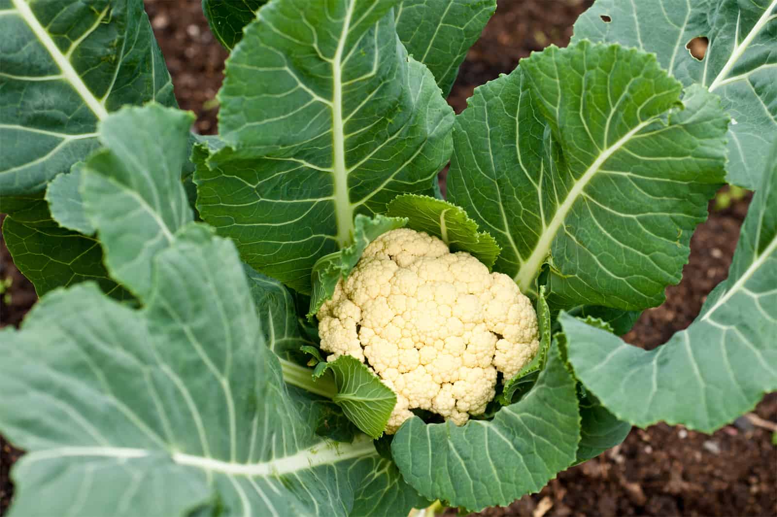 nutritional benefits of cauliflower