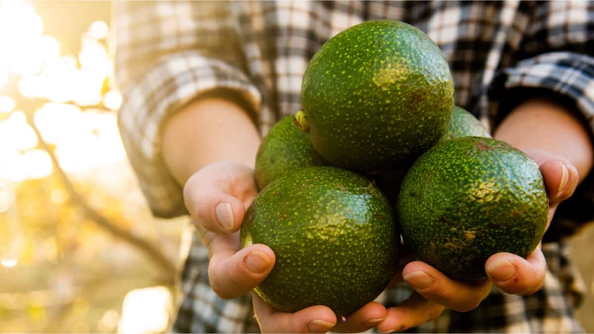 prevent cancer benefits of avocado
